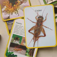 Load image into Gallery viewer, Acrylic Insect Specimen Set