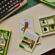 Load image into Gallery viewer, Acrylic Scorpion and Spider set