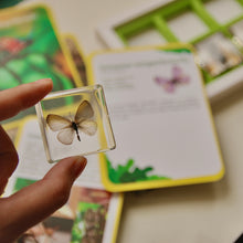 Load image into Gallery viewer, Acrylic Insect Specimen Set