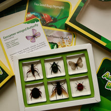 Load image into Gallery viewer, Acrylic Insect Specimen Set