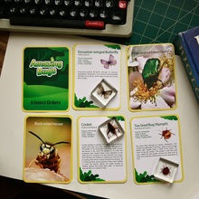 Load image into Gallery viewer, Acrylic Insect Specimen Set