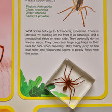 Load image into Gallery viewer, Acrylic Scorpion and Spider set