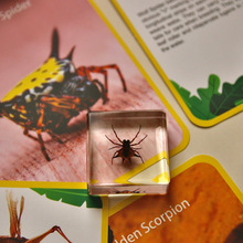 Load image into Gallery viewer, Acrylic Scorpion and Spider set