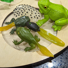 Load image into Gallery viewer, Animal life-cycle