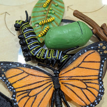 Load image into Gallery viewer, Animal life-cycle