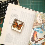 Acrylic Butterflies