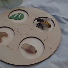 Load image into Gallery viewer, Animal life-cycle
